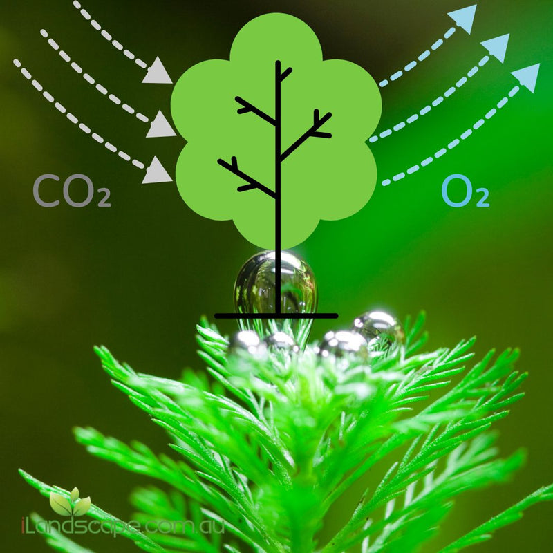 Top 20 Plants That Produce Oxygen