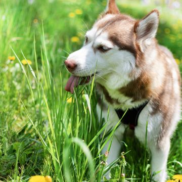 Top 20 Plants That Are Not Pet-Friendly for Australian Homes