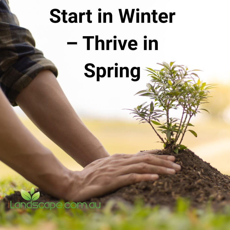 Gardener planting in winter sunlight with seedling tray and tools, highlighting benefits of winter planting in cooler climates like the Sunshine Coast.