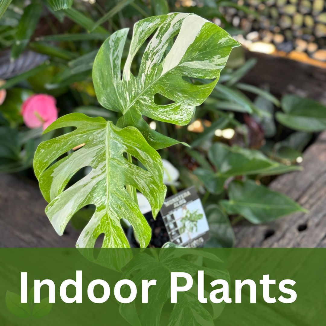 Indoor Plants Sunshine Coast Sunshine Coast Nursery & Garden Centre