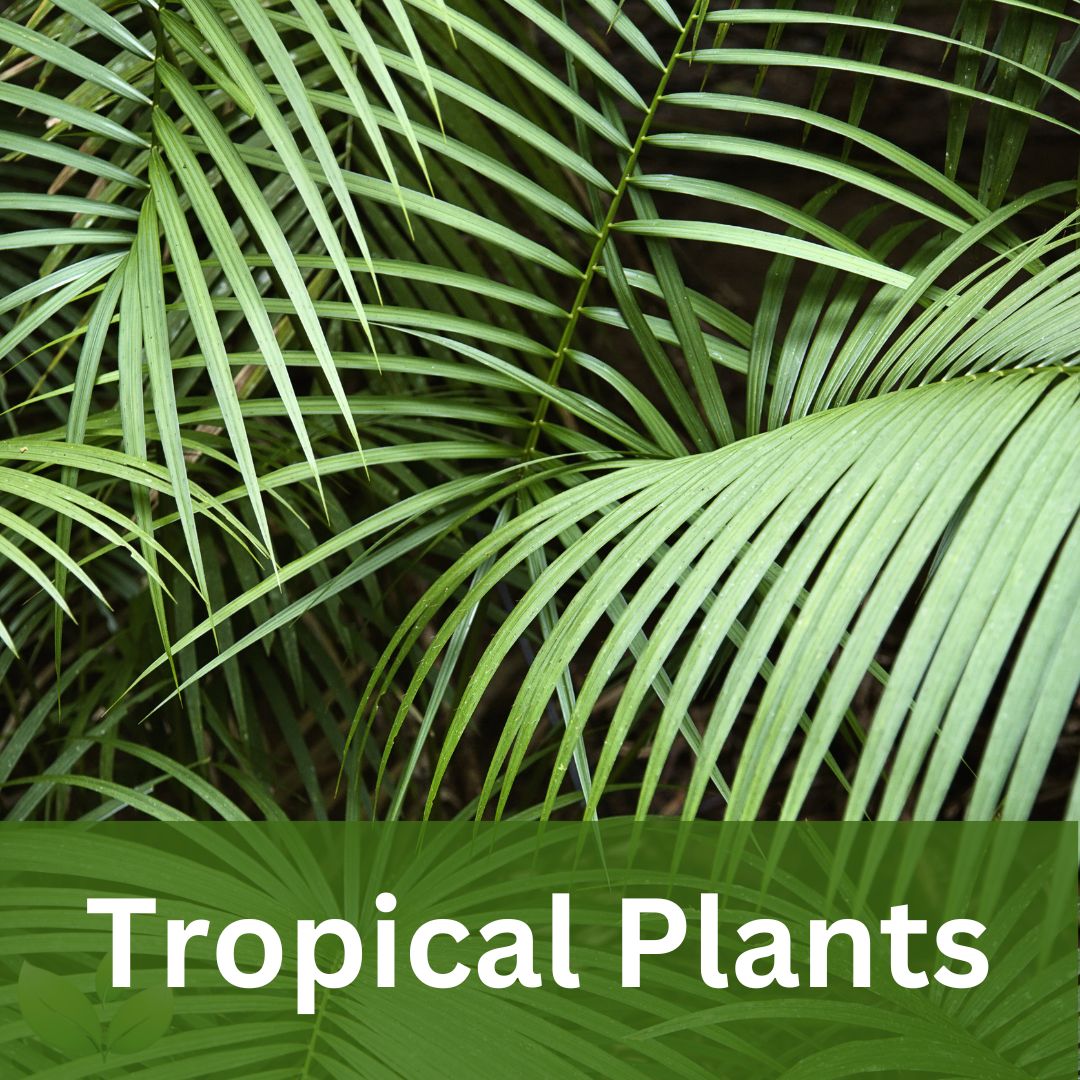 Heliconia and cordyline plants in tropical gardens