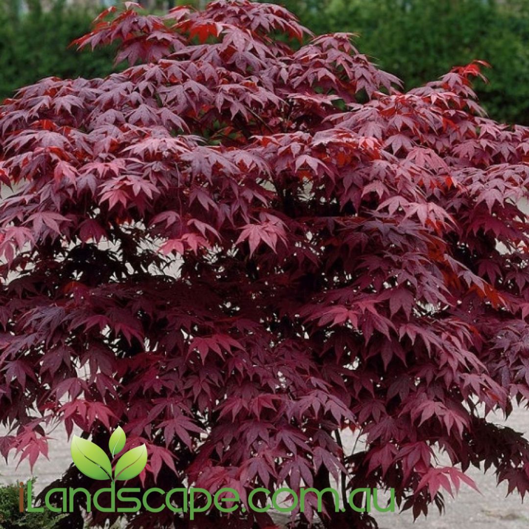Acer palmatum Atropurpureum Purple Maple with deep purple foliage, viewed from the side against a blurred green background.