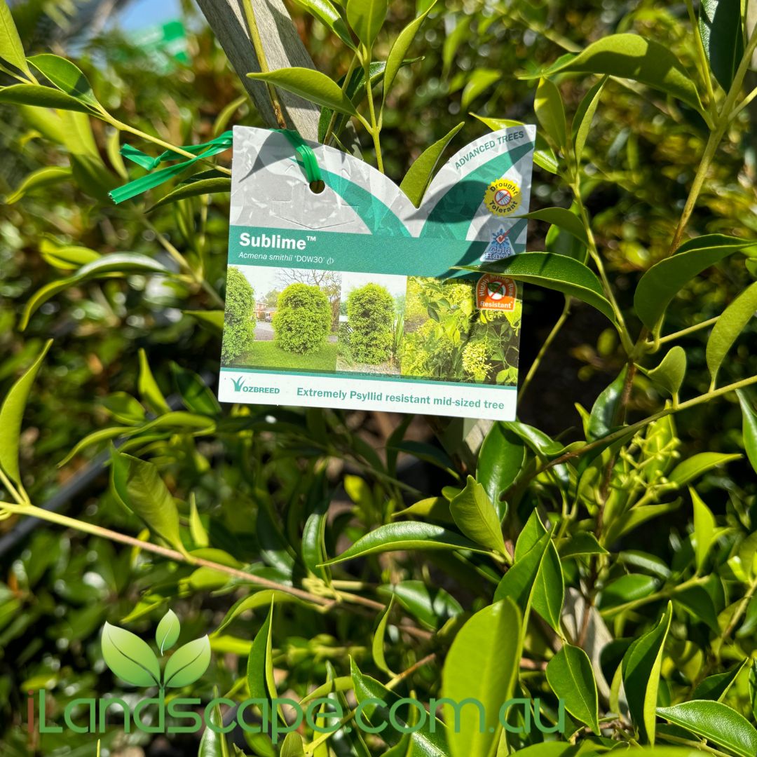 Acmena smithii Sublime with bright lime green new foliage on a dense shrub