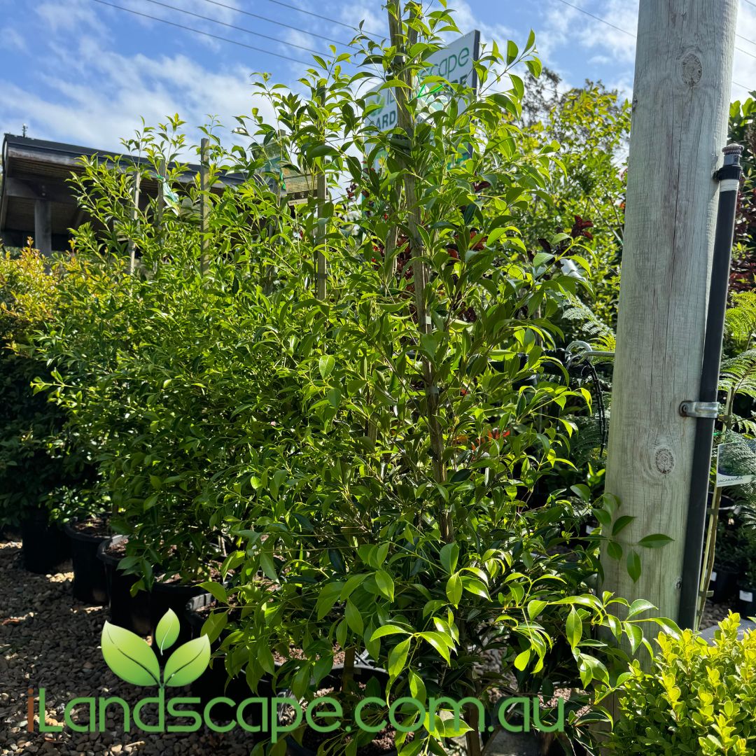 A lush green Acmena smithii 'Sublime' shrub growing in a garden setting, showing its vibrant lime-green foliage.
