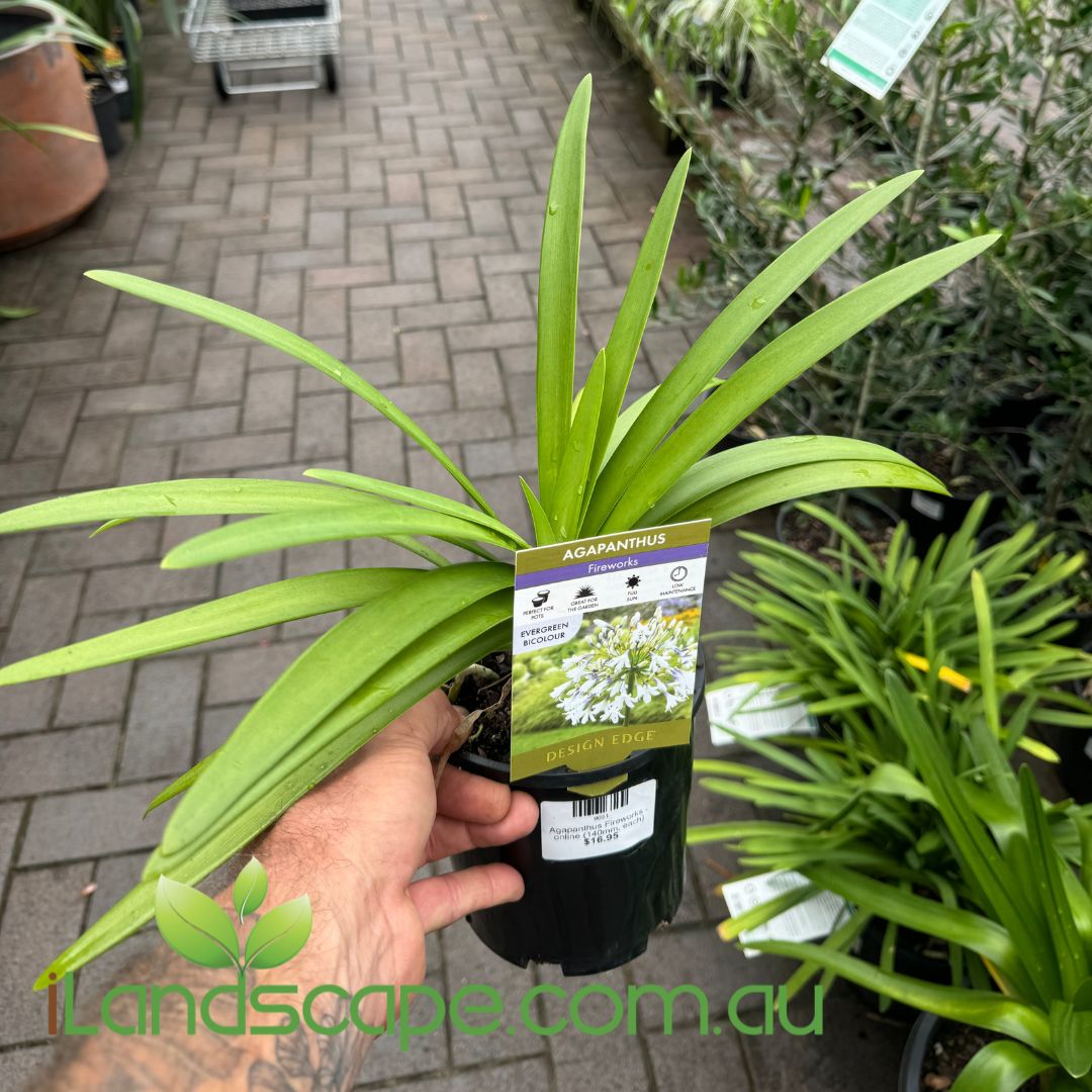 Agapanthus Fireworks