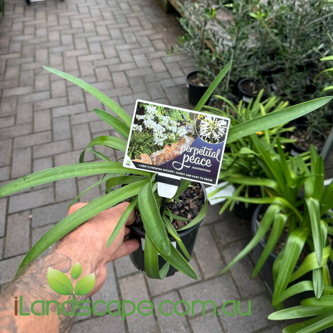 Agapanthus Perpetual Peace Sunshine Coast Nursery & Garden Centre