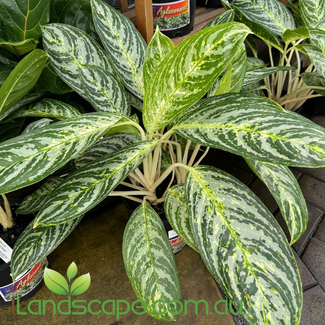 Aglaonema Brilliant Beauty – Sunshine Coast Nursery & Garden