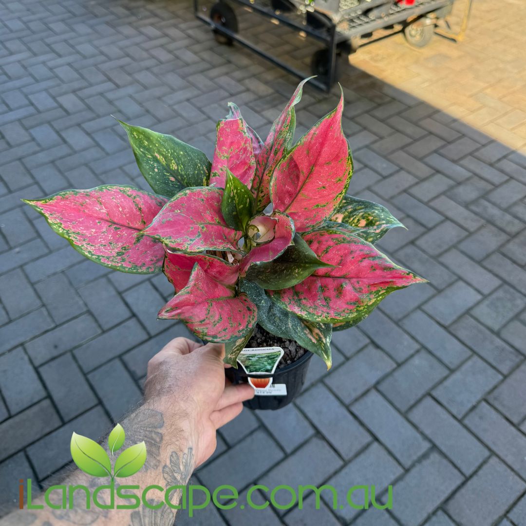 Aglaonema 'Beauty' Sunshine Coast Nursery & Garden Centre