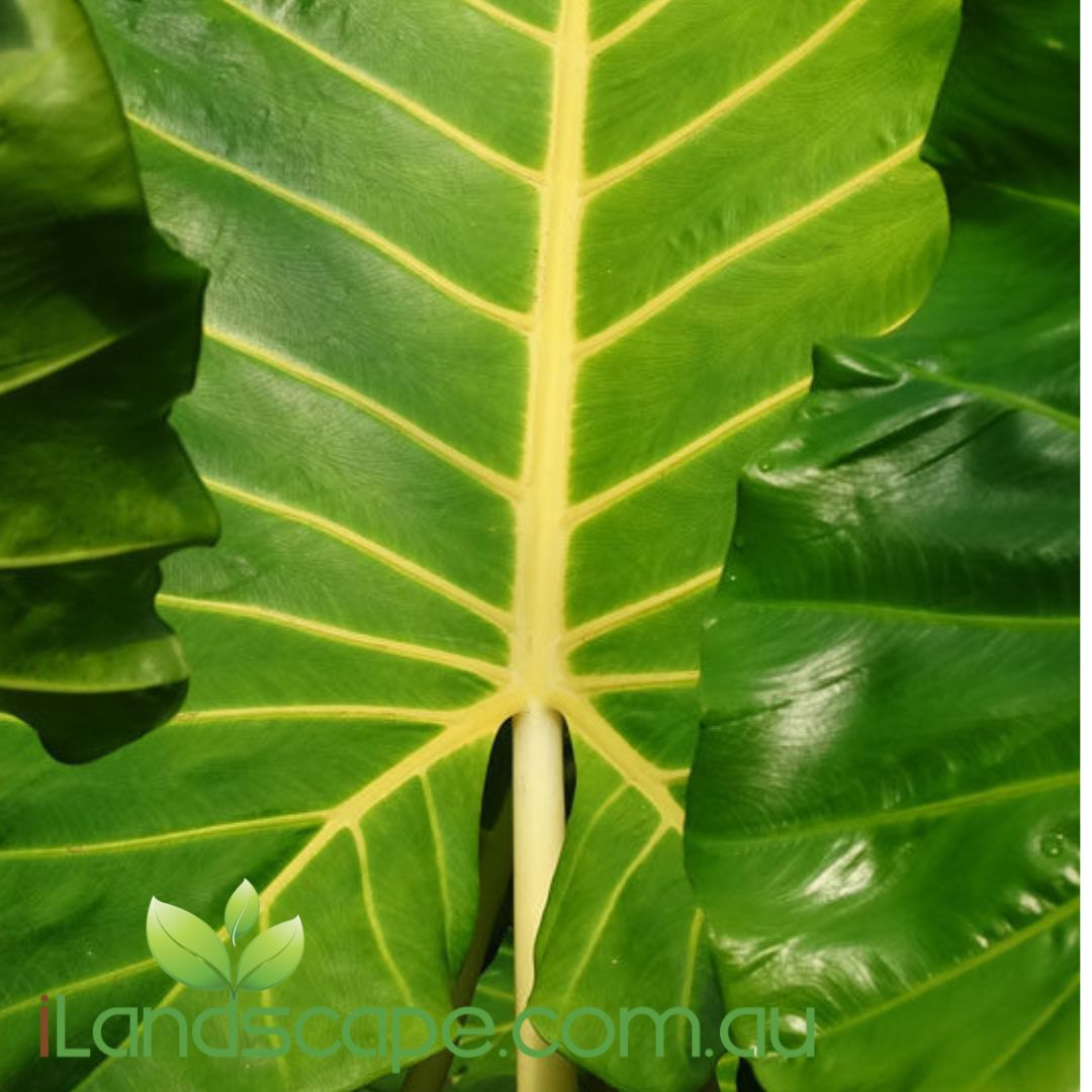 Alocasia 'Lutea' – Giant Elephant Ear with Golden Stems Sunshine