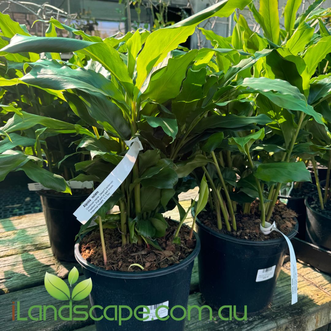 Alpinia nutans Dwarf Cardomom