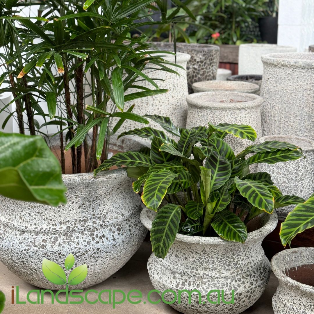 Ancient Lucinda Pot – Sunshine Coast Nursery & Garden Centre