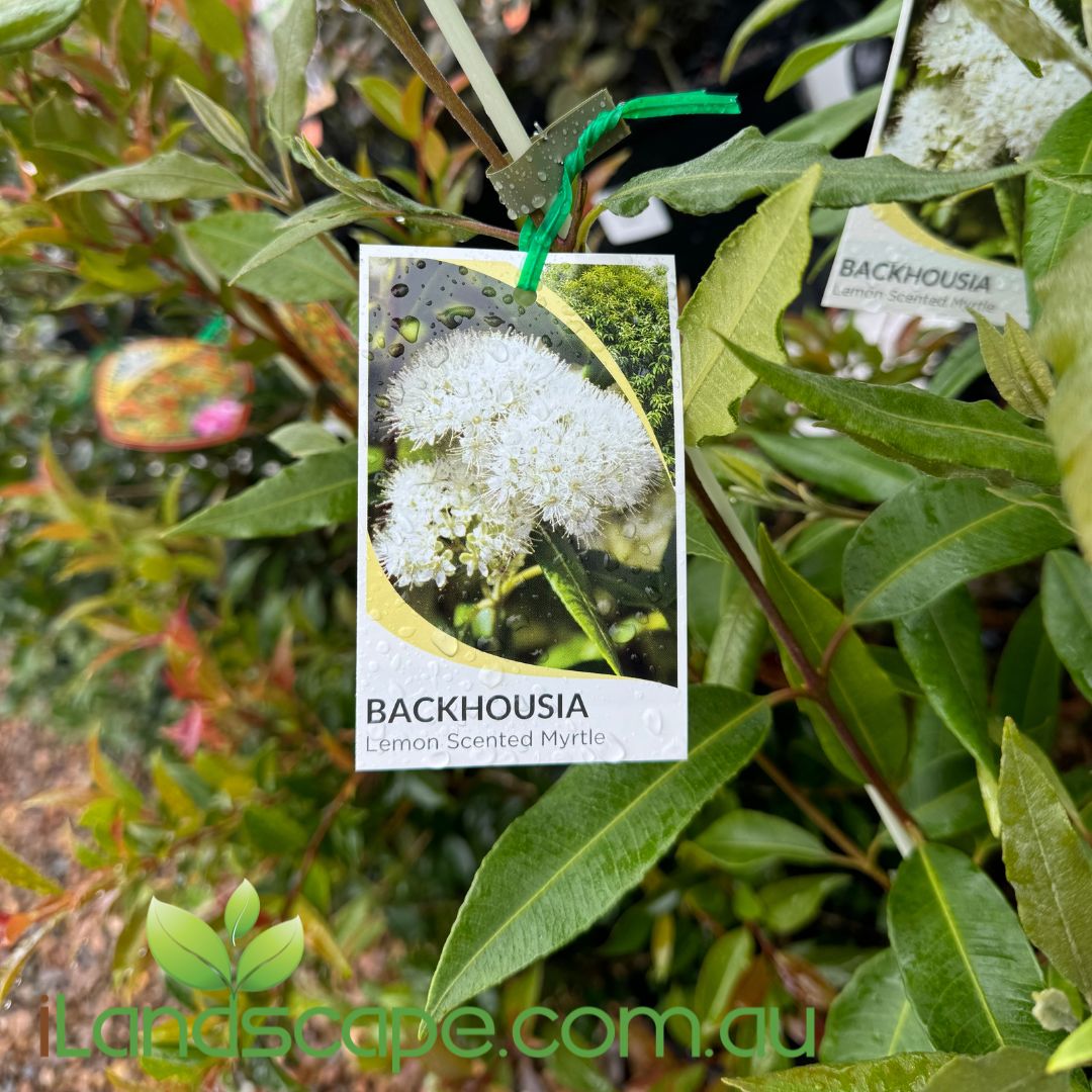 Backhousia Citriodora - Lemon Scented Myrtle