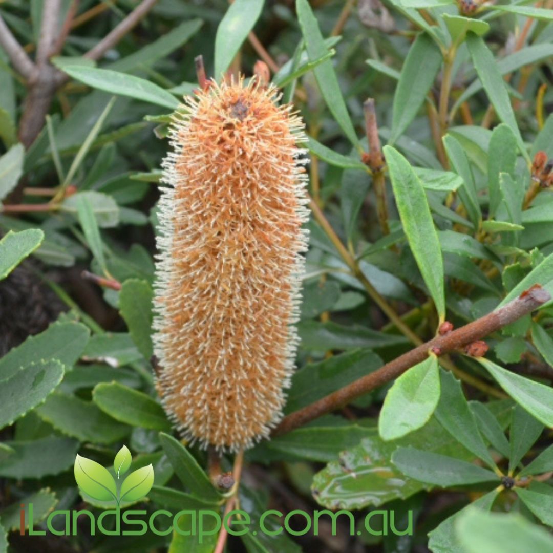 Banksia ‘Little Pal’ with dense green foliage and pale yellow cylindrical flower spikes