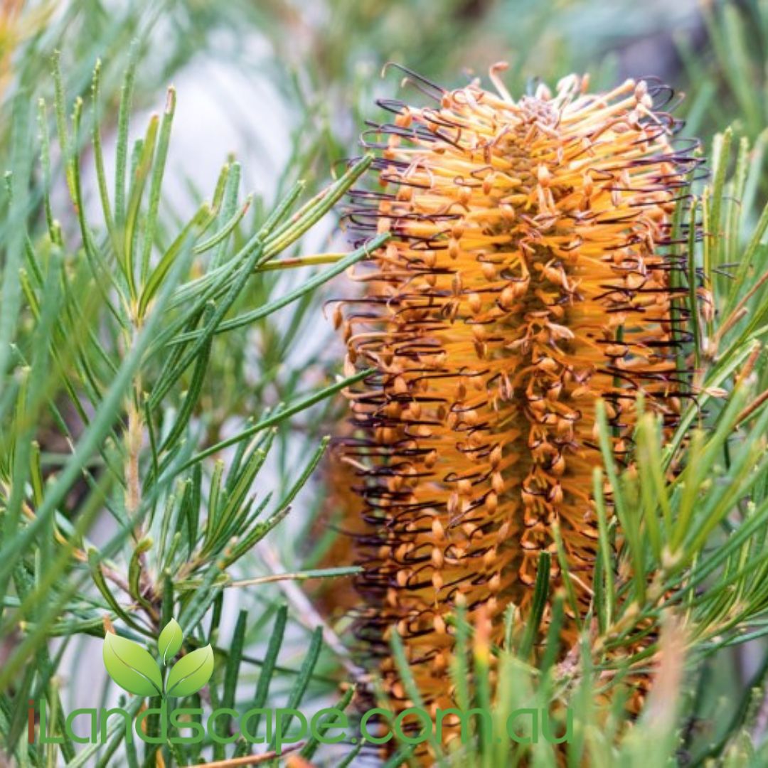 Banksia ‘Honey Eater Delight’ with golden-yellow flower spikes and fine green foliage in a compact form