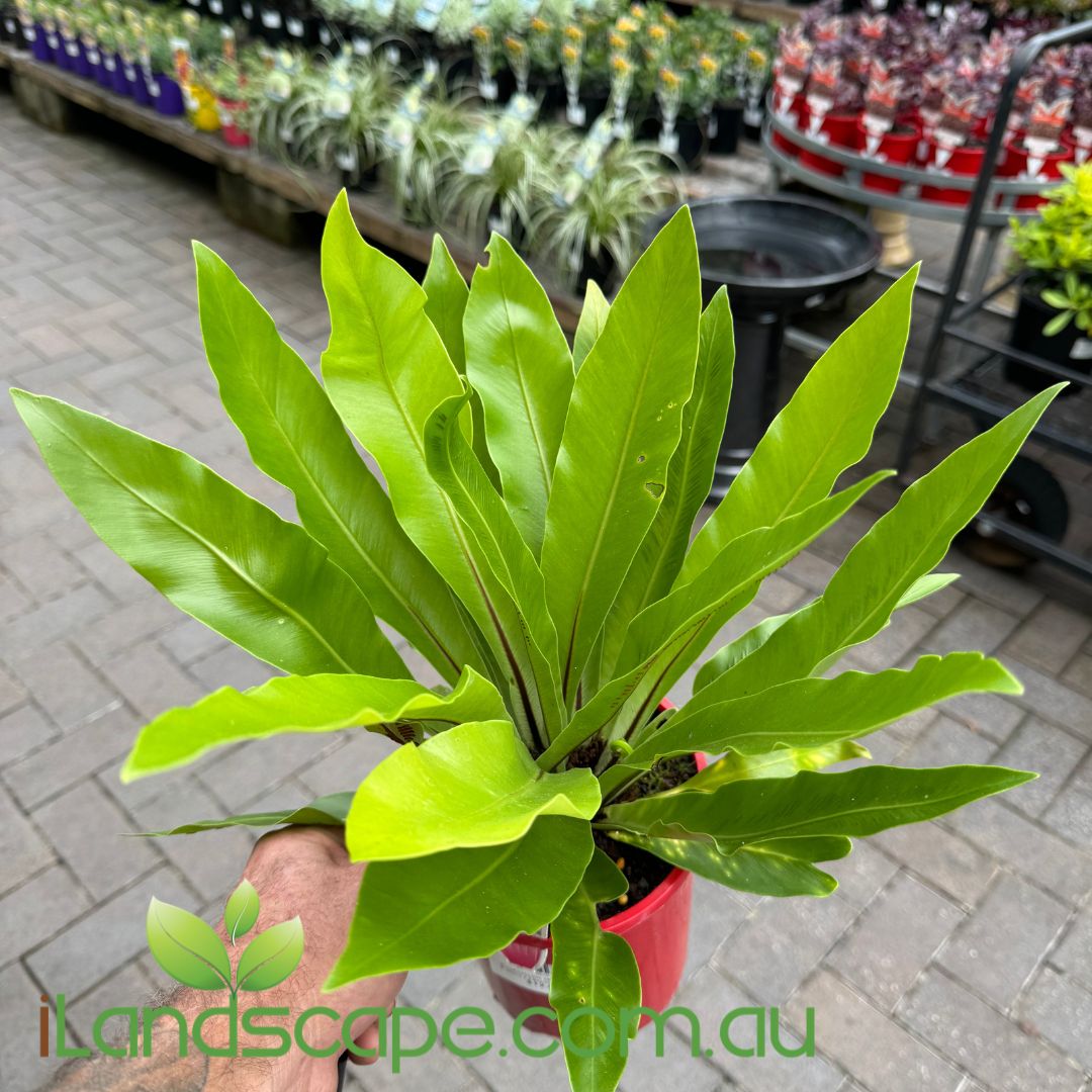 bird nest fern asplenium size outside Asplenium (Bird Nest Fern)