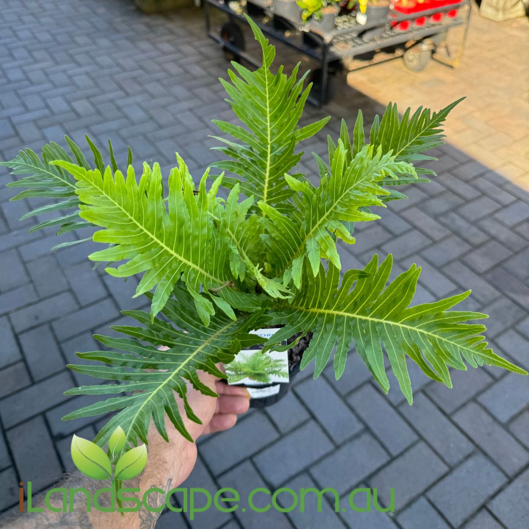 Blechnum Silver Lady