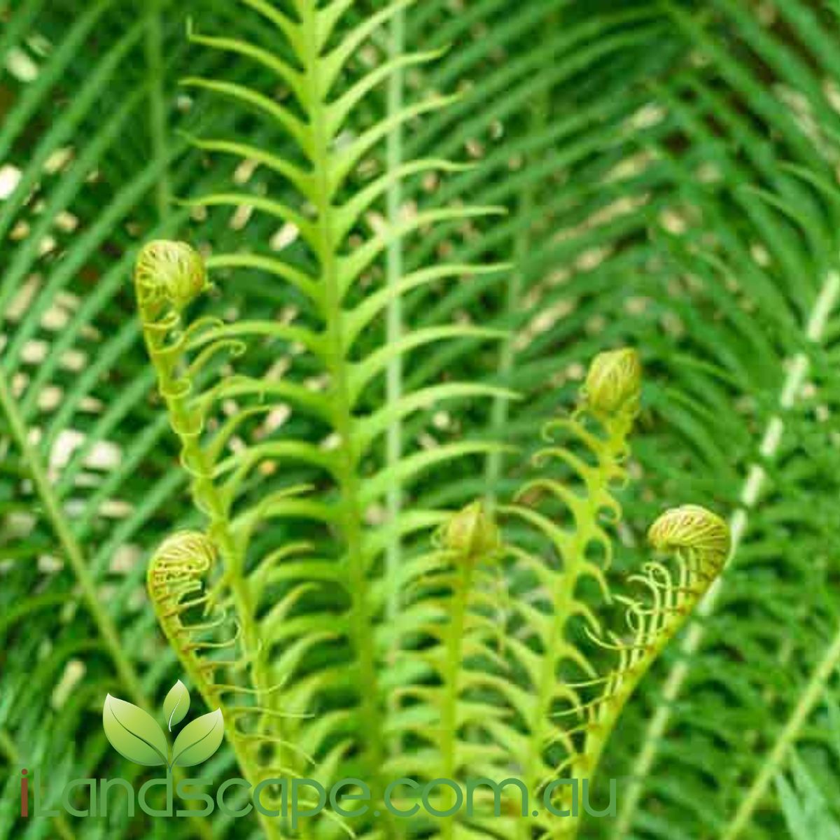 Blechnum Silver Lady is also known as a dwarf tree fern and has lush beautiful green foliage  emerging from a short black trunk