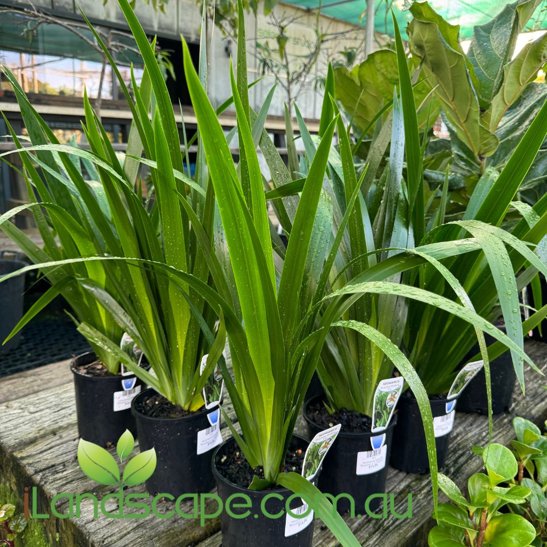 Neomarcia Gracillis 'Brazilian Walking Iris" Sunshine Coast Nursery