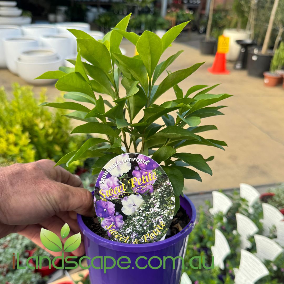 Brunfelsia Sweet Petite Sunshine Coast Nursery & Garden Centre