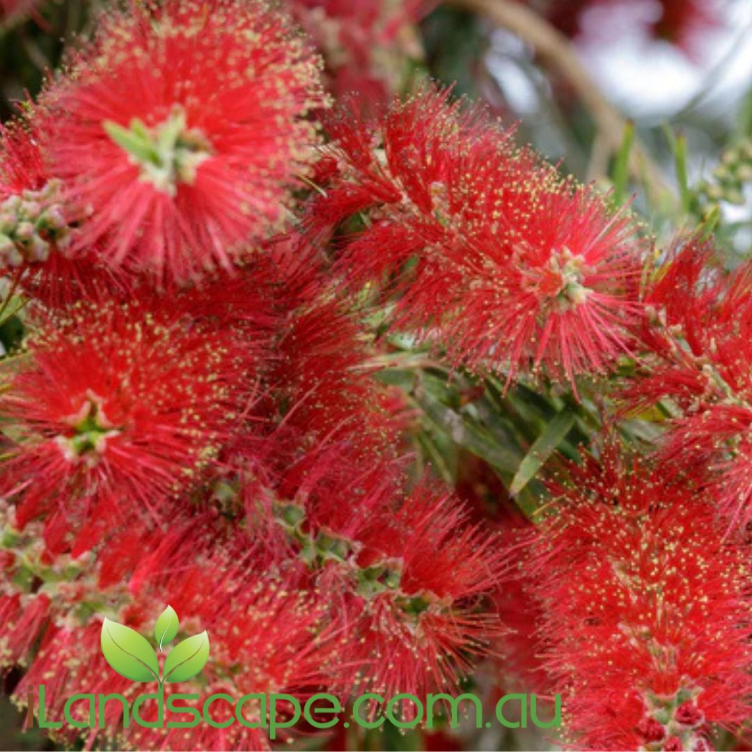 Callistemon ‘Wildfire’ with dense green foliage and vivid red bottlebrush flowers in full bloom
