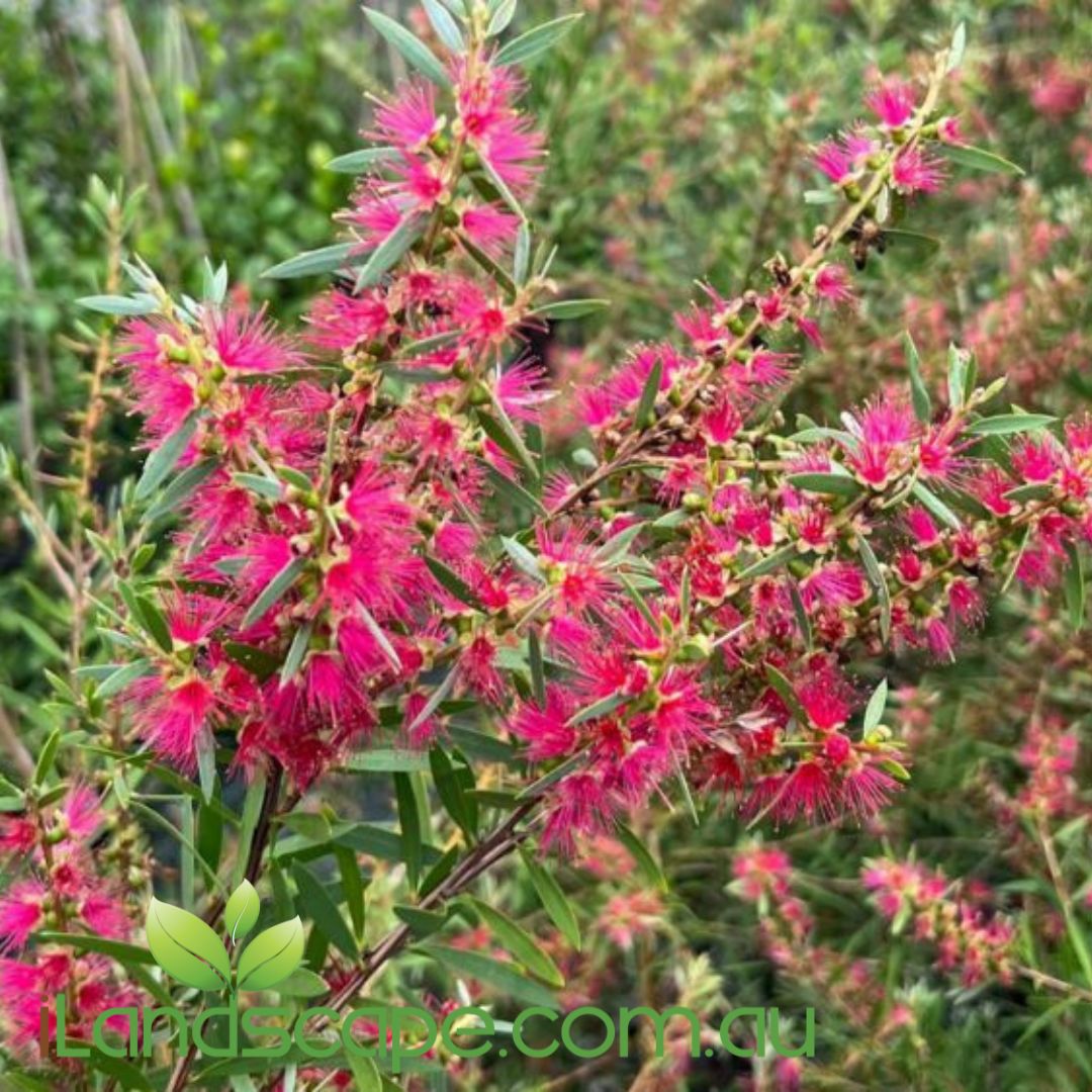 A close-up image of a Candy Pink Bottlebrush shrub with pink flower spikes and green foliage.