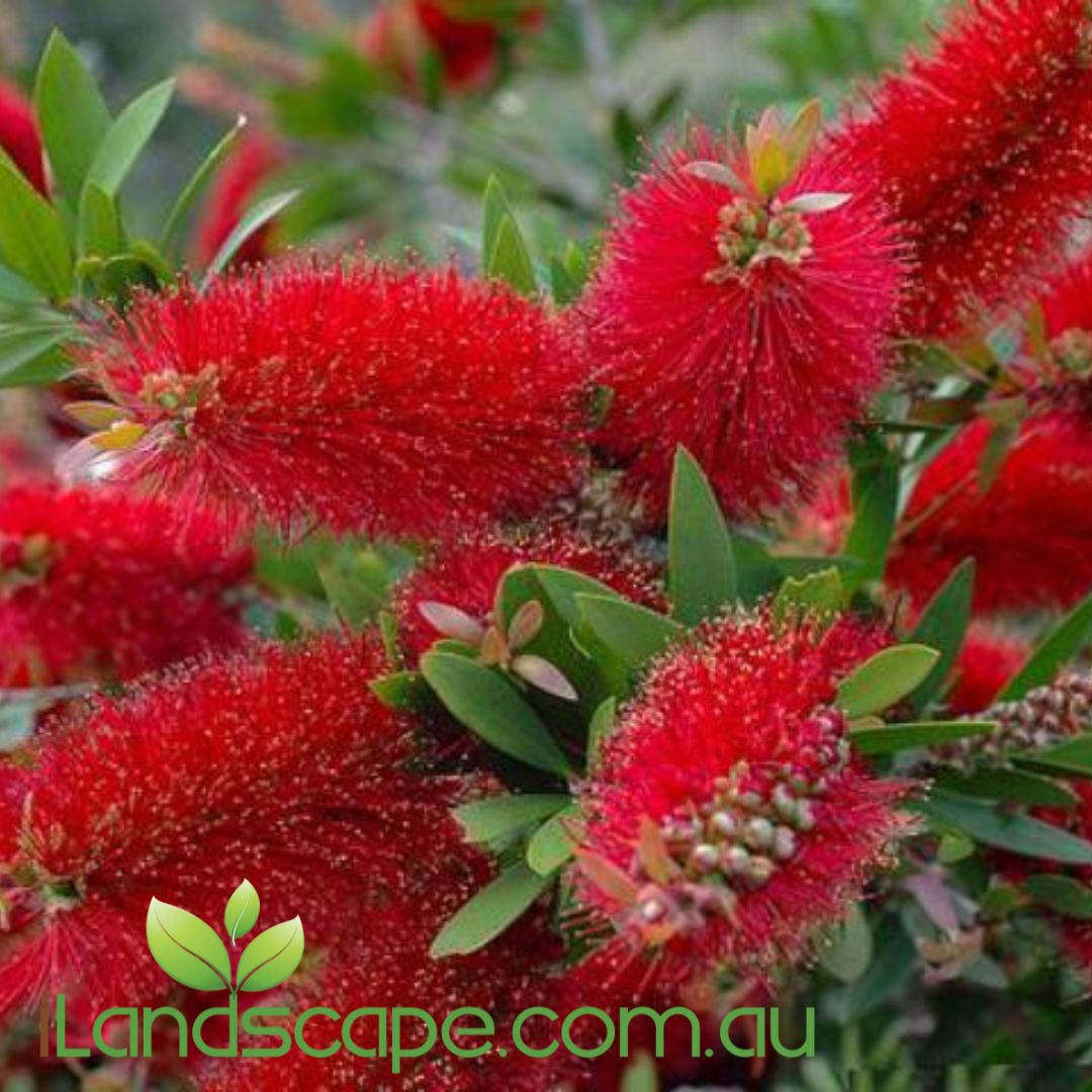 Callistemon ‘Endeavour’ with vivid red bottlebrush flowers and rich green foliage