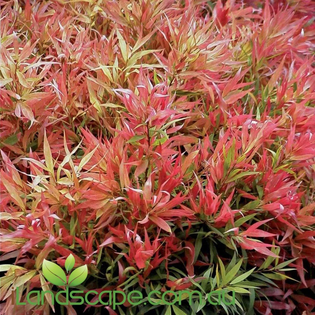 Callistemon ‘Great Balls of Fire’ with vibrant red new foliage and compact form