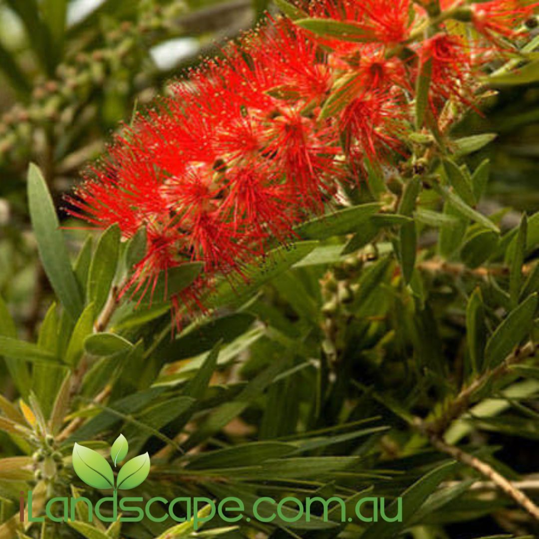Callistemon ‘Hannah Ray’ with arching branches, soft green foliage, and vibrant red bottlebrush flowers