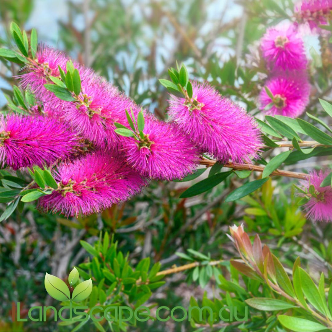 Callistemon ‘Purple Splendour’ with bold purple bottlebrush flowers and lush green leaves
