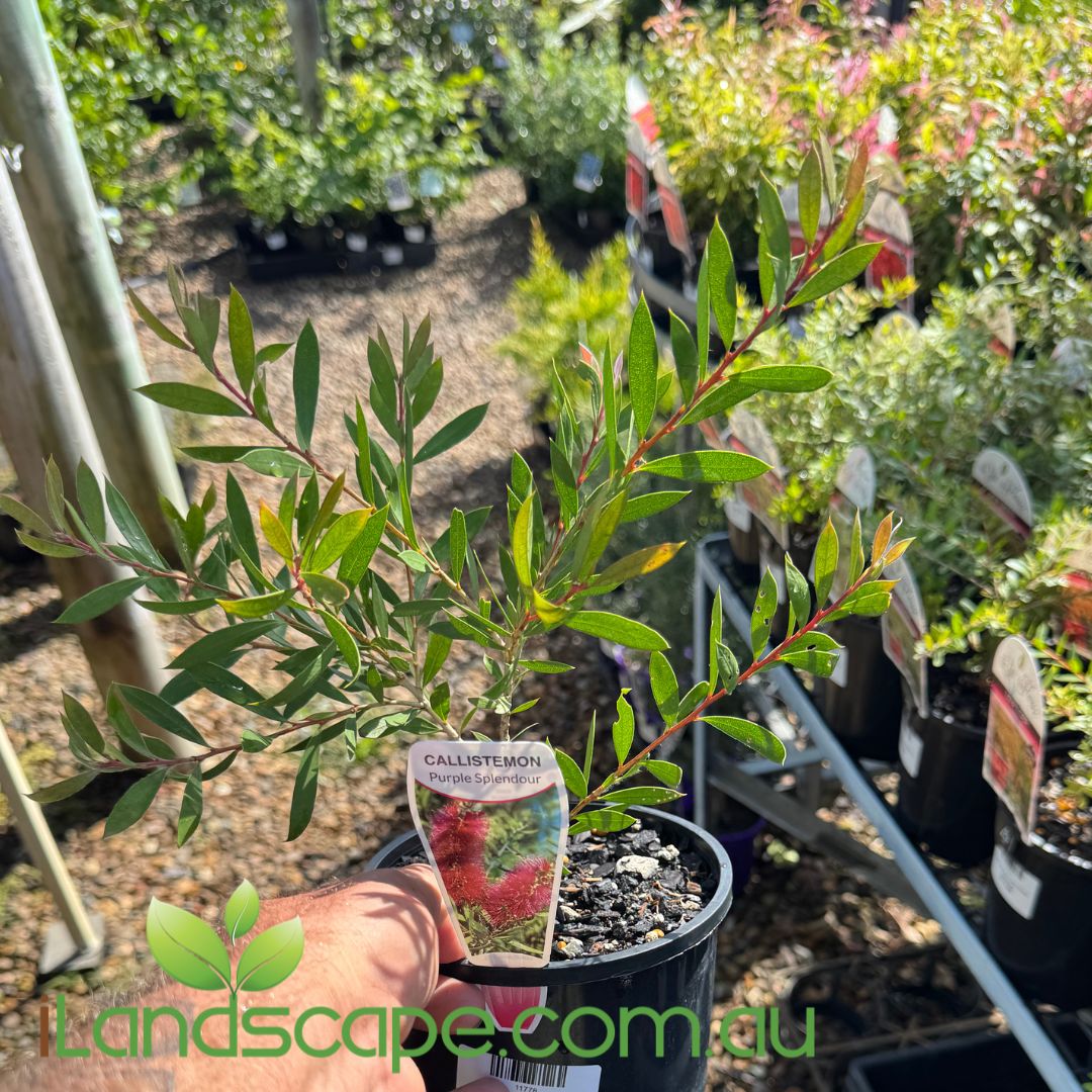 Callistemon Purple Splendour