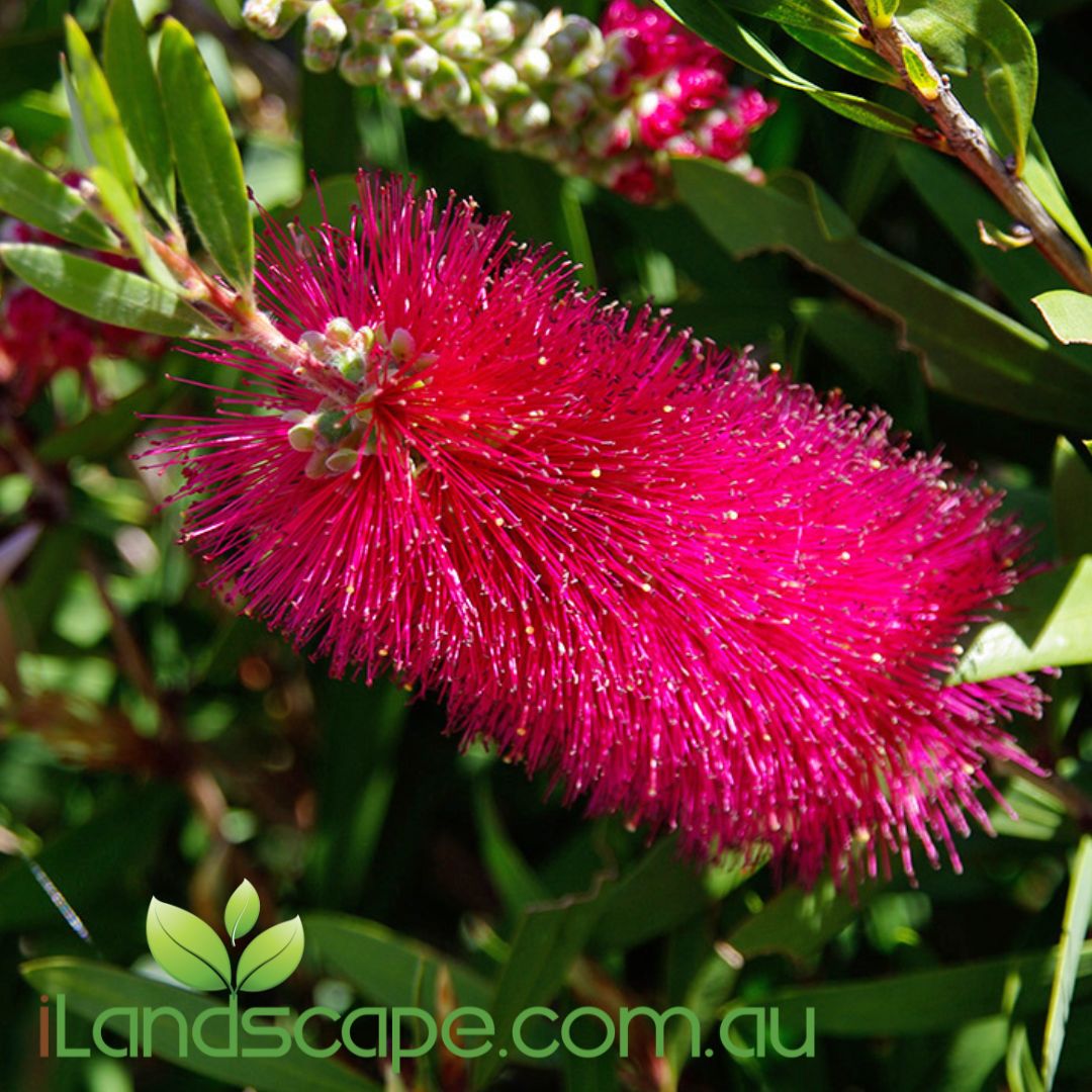Callistemon ‘Reeves Pink’ with soft pink bottlebrush flowers and slender green foliage