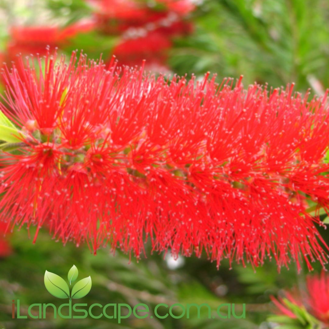 A close-up image of a red bottlebrush flower from the Callistemon viminalis 'Prolific' plant, with a blurred green foliage background.