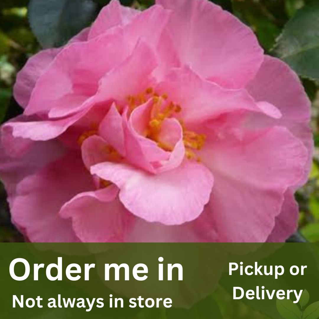 Camellia sasanqua Bert Jones