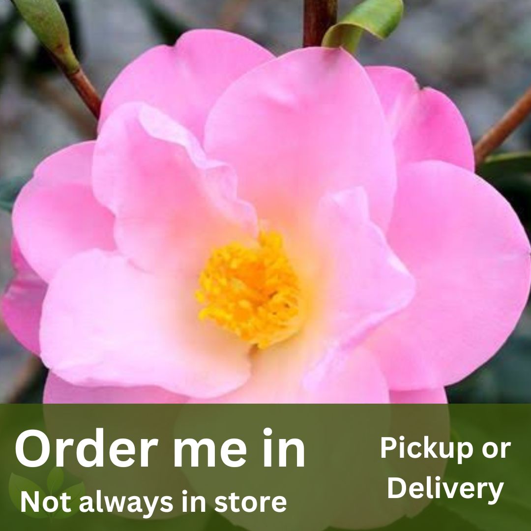 Camellia japonica Nicky Crisp