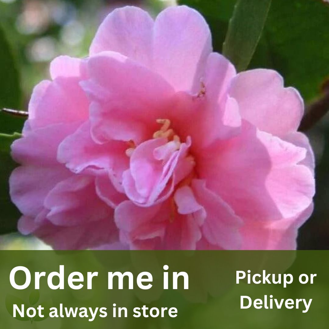 Camellia sasanqua Showa No Sakae