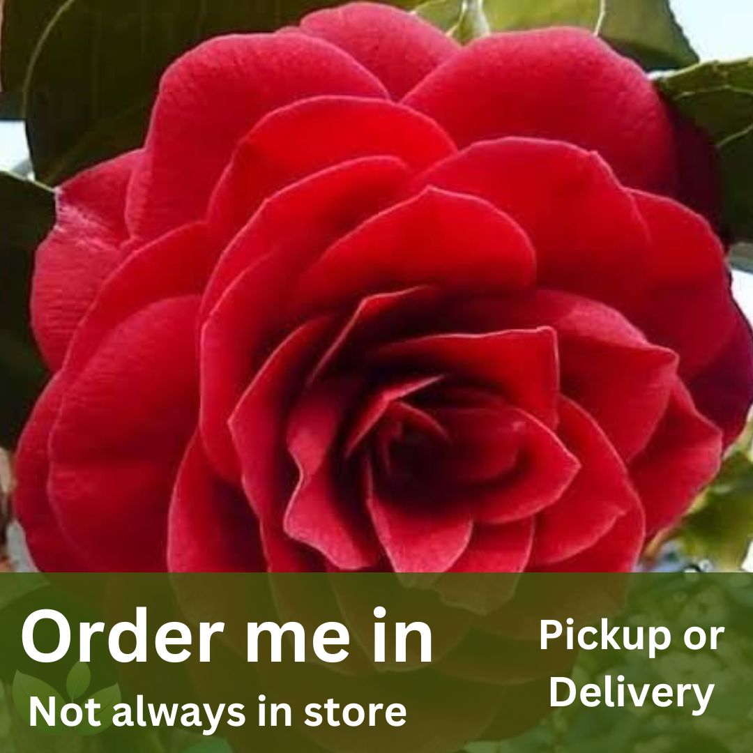 Camellia japonica Black Tie