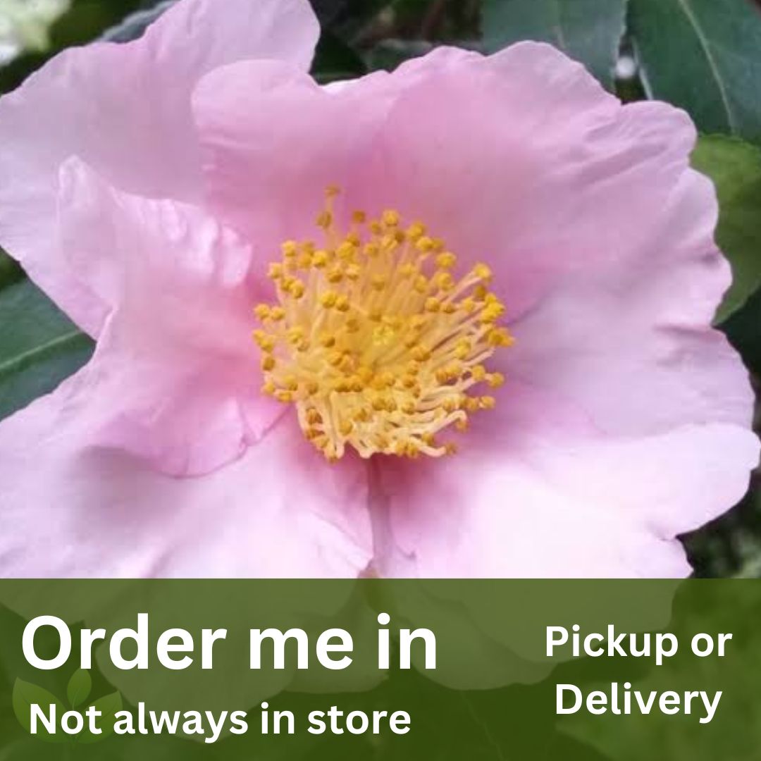 Camellia sasanqua Exquisite