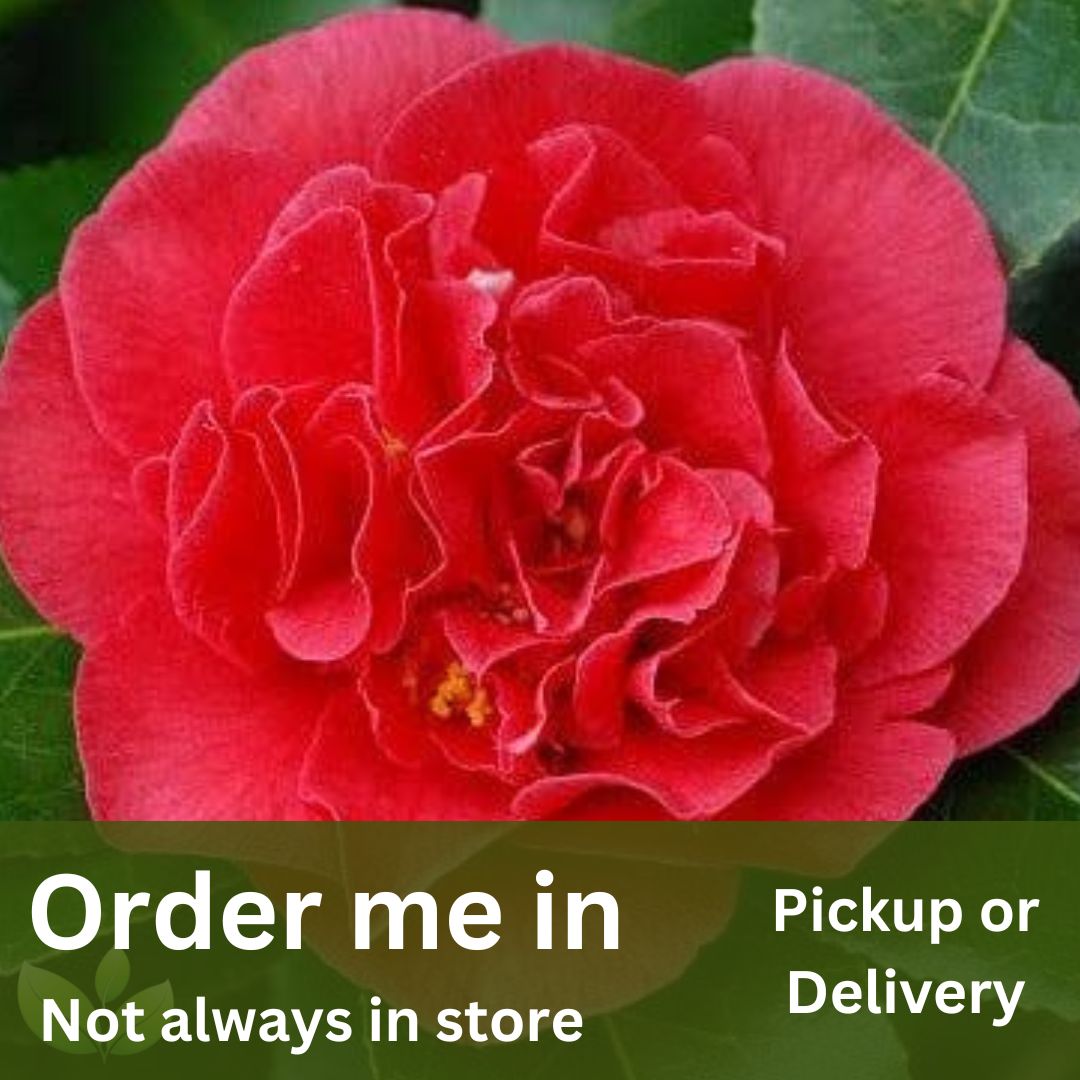 Camellia japonica Kramers Supreme