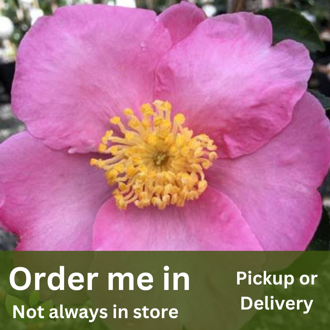 Camellia sasanqua Plantation Pink