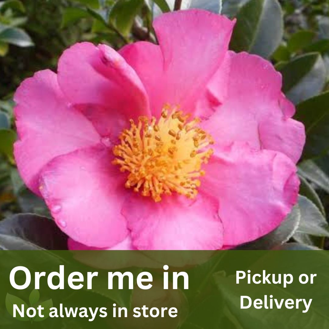 Camellia sasanqua Rose Ann