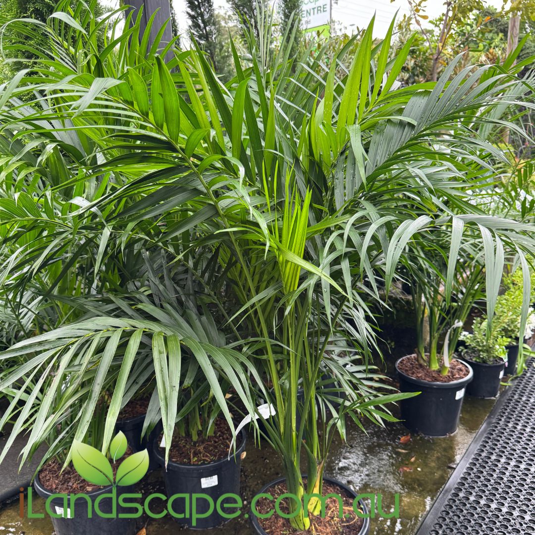 Chamaedorea Atrovirens (Cascade palm)