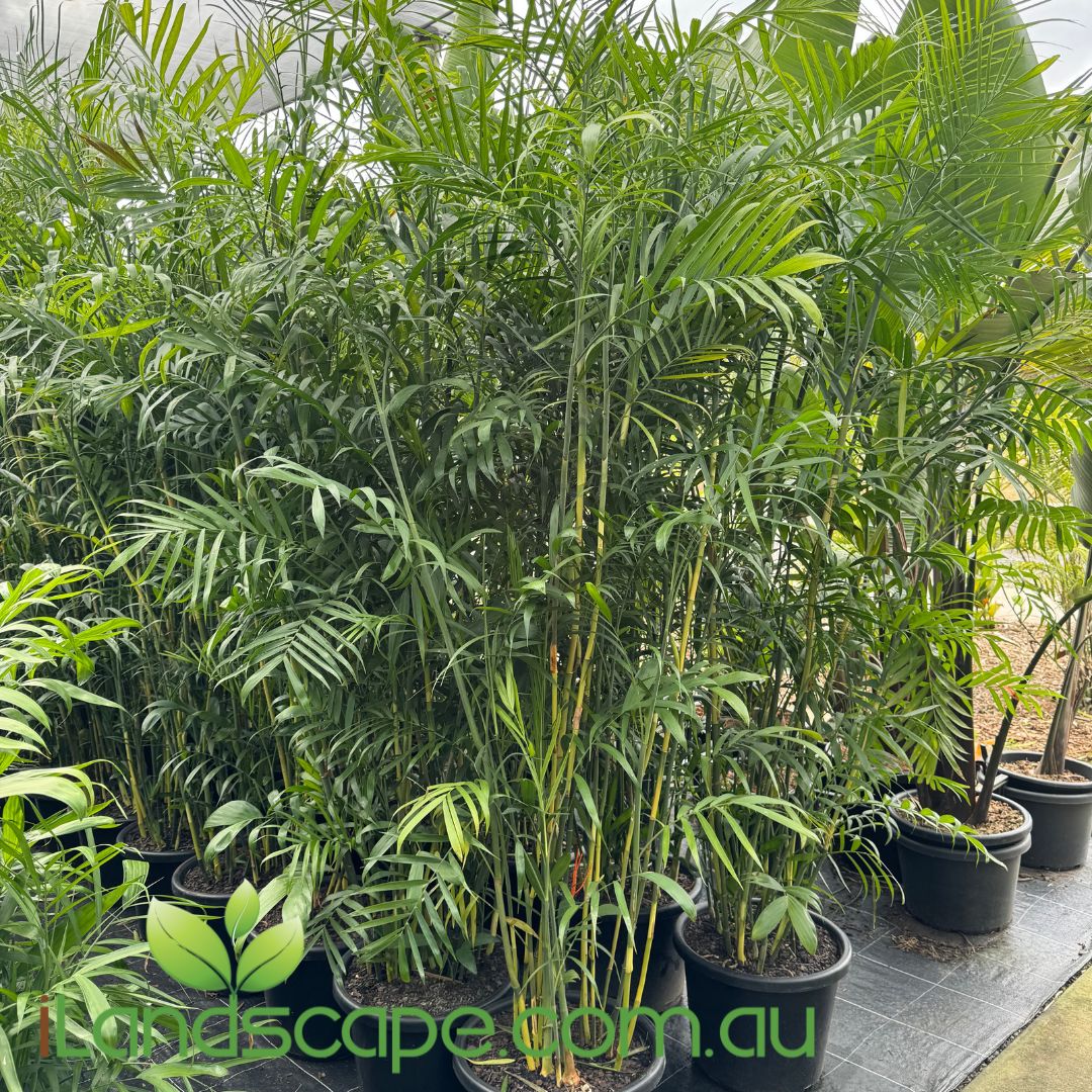 Chamaedorea seifrizii - Bamboo Palm