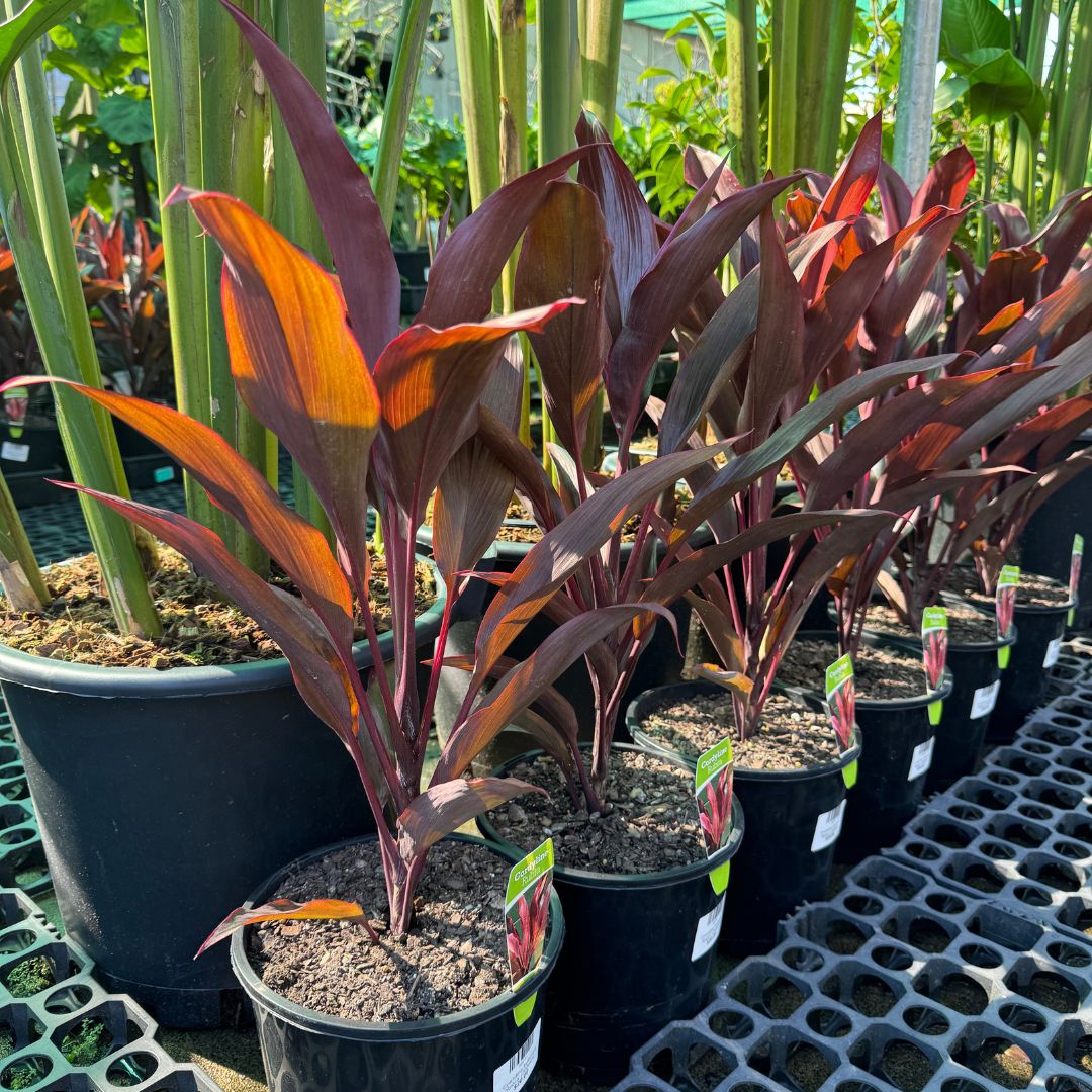 cordyline tropical plant Cordyline fruticosa 'Rubra' – Sunshine Coast Nursery & Garden Centre