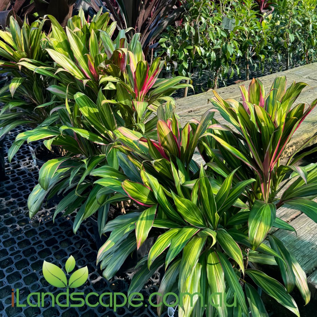dracaena cordyline kiwi Cordyline fruticosa Kiwi – Sunshine Coast Nursery & Garden Centre