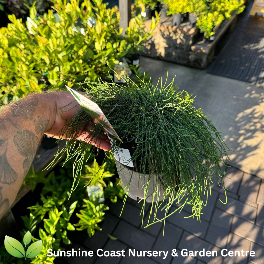 cousin it plant in pot Casuarina Cousin it – Sunshine Coast Nursery & Garden Centre