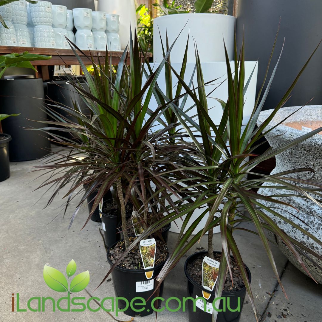 Dracaena Black Knight