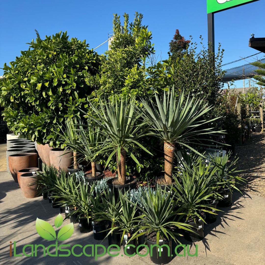 dracaena draco tree Dracaena Draco