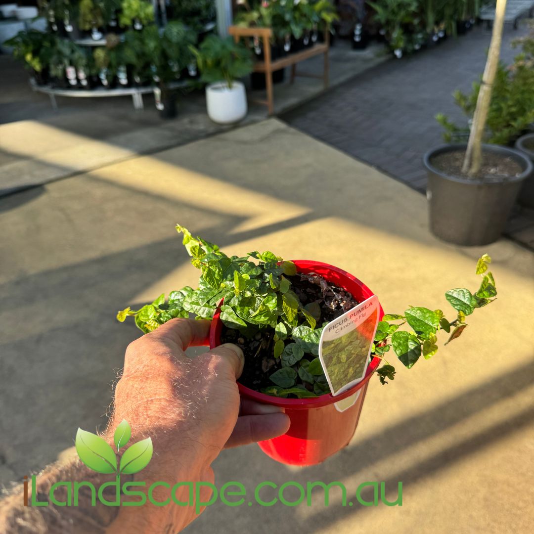 Ficus Pumila Creeping fig Sunshine Coast Nursery & Garden Centre