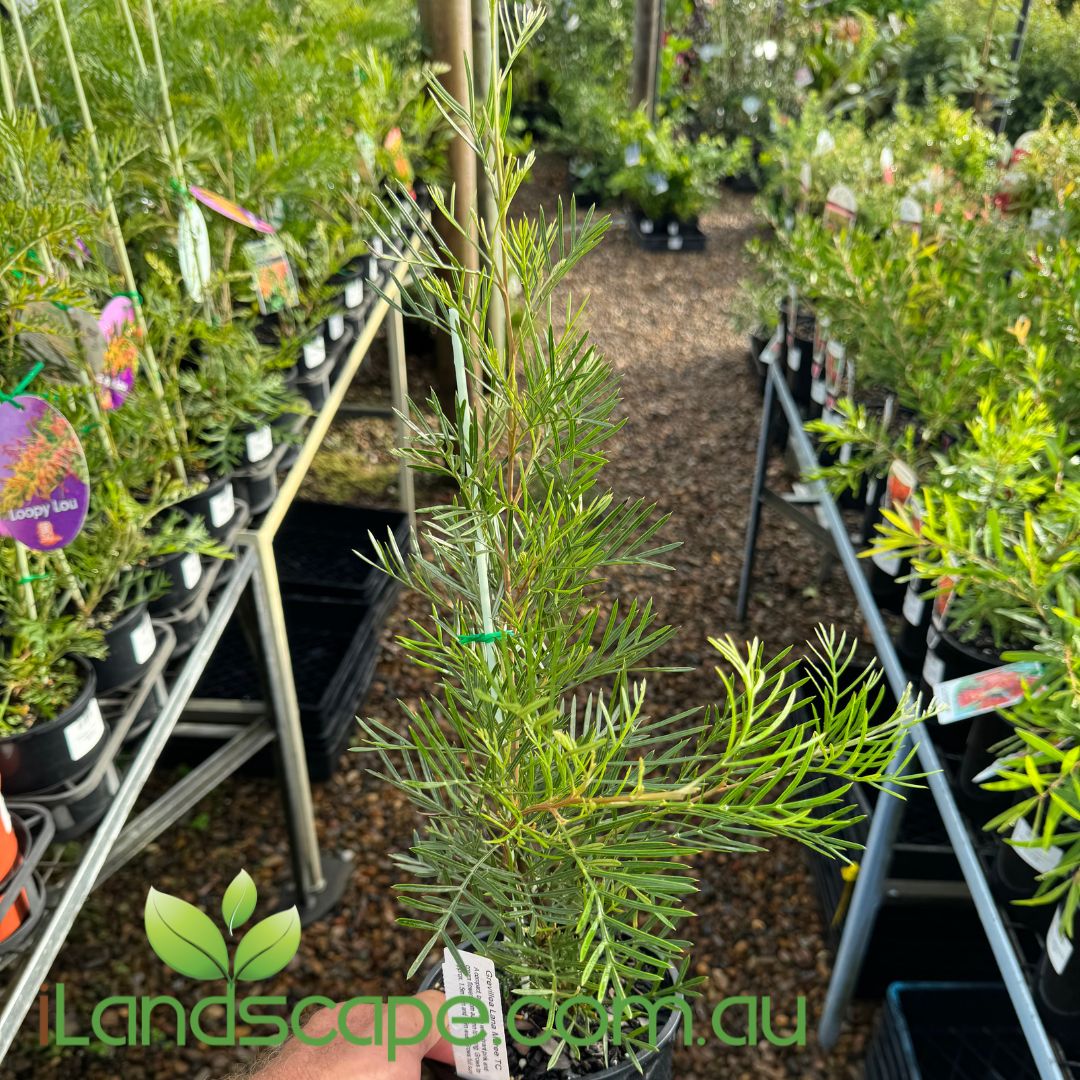 Grevillea Lana Maree