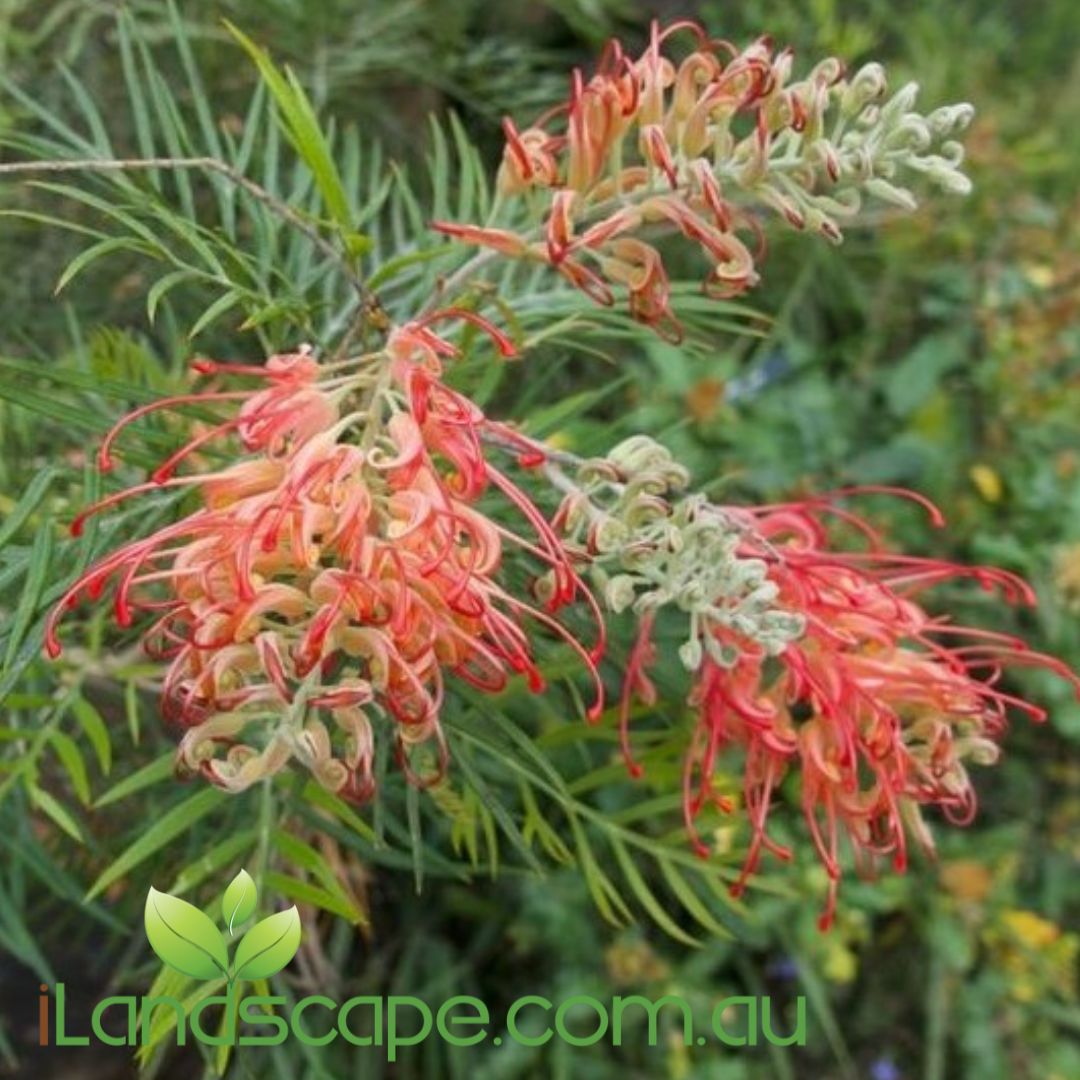 Grevillea ‘Soopa Doopa’ with red and cream spider flowers on compact green foliage